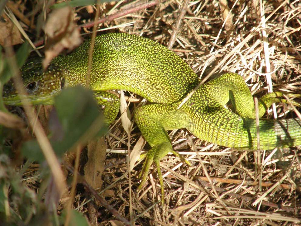 Ramarro del Delta del Po