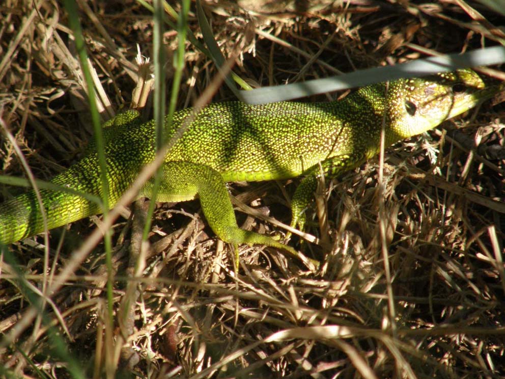Ramarro del Delta del Po