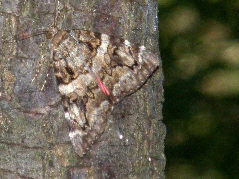 Falena da identificare - Catocala conjuncta