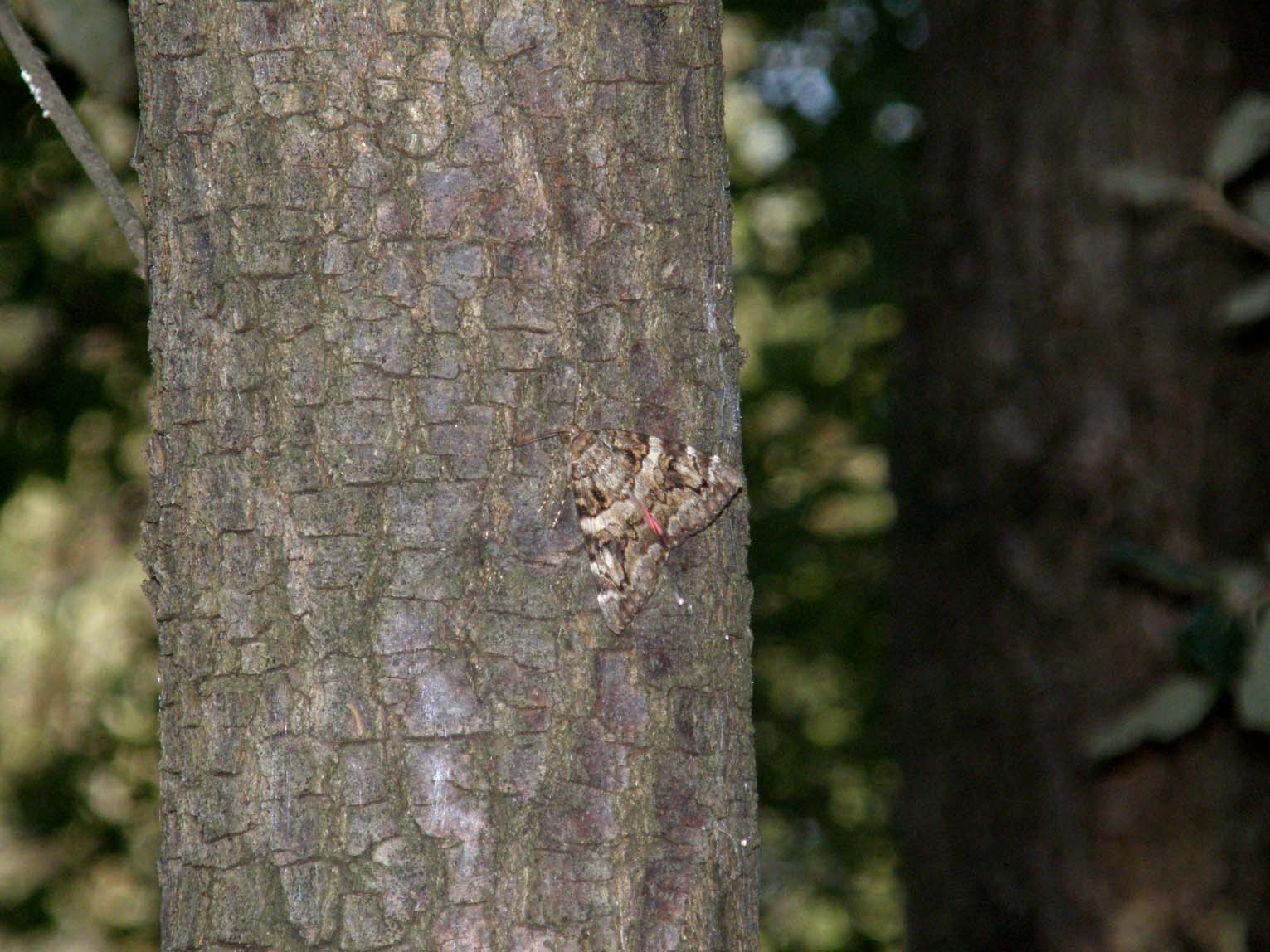 Falena da identificare - Catocala conjuncta