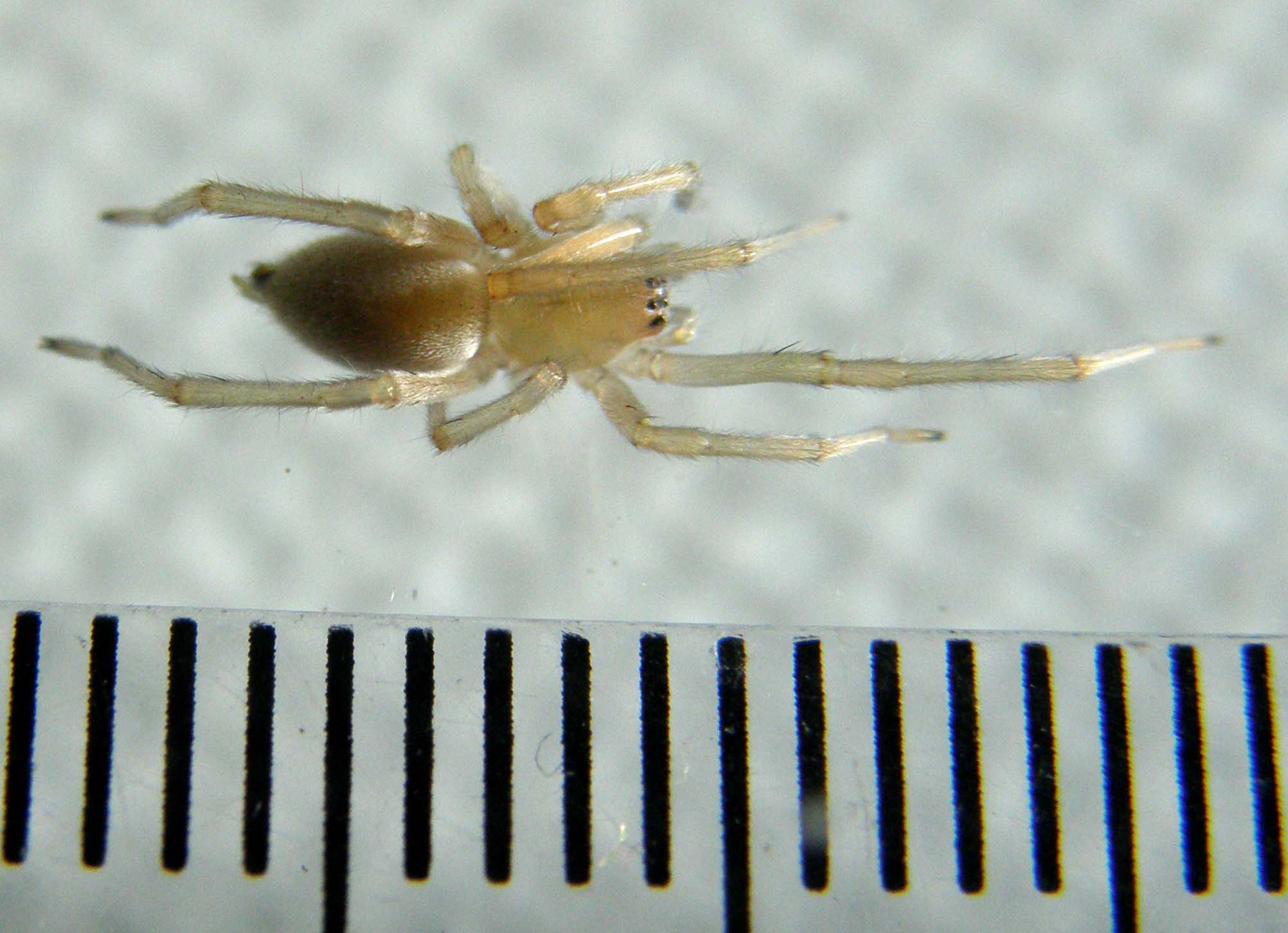 Cheiracanthium sp.