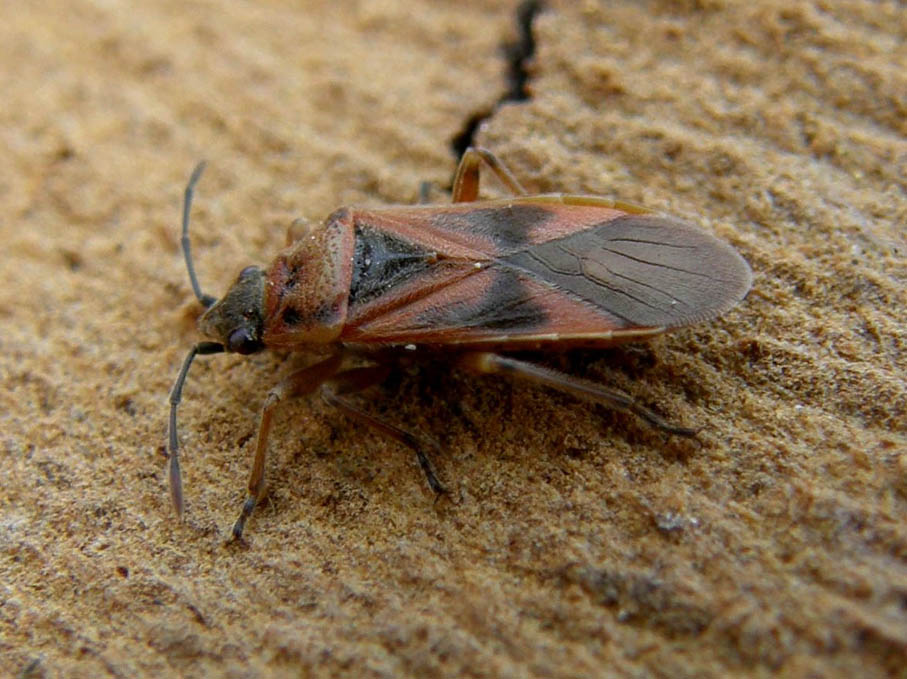 Lygaeidae: Arocatus longiceps su platano