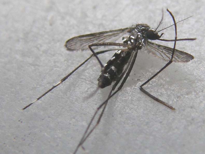 La mia prima zanzara tigre? S, femmina di Aedes albopictus
