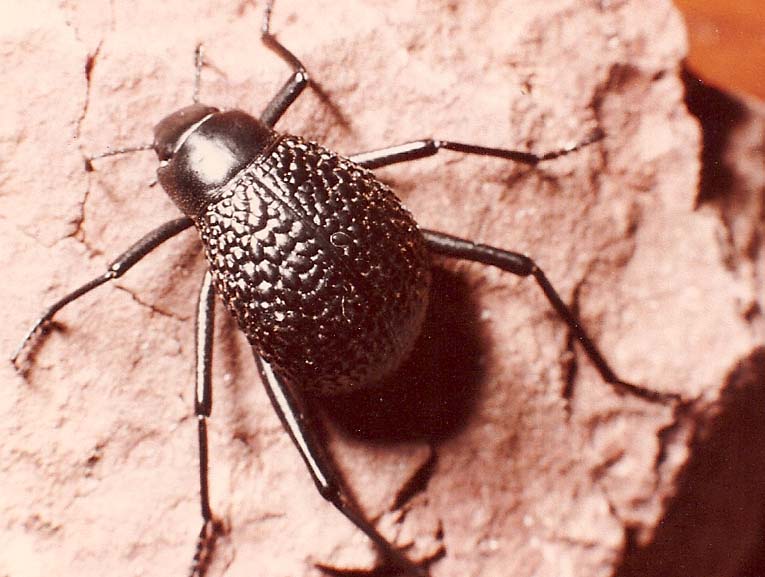 Tenebrionidae marocchino:  Adesmia cfr. montana