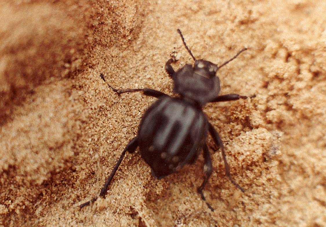 Akis spagnola  (Tenebrionide)