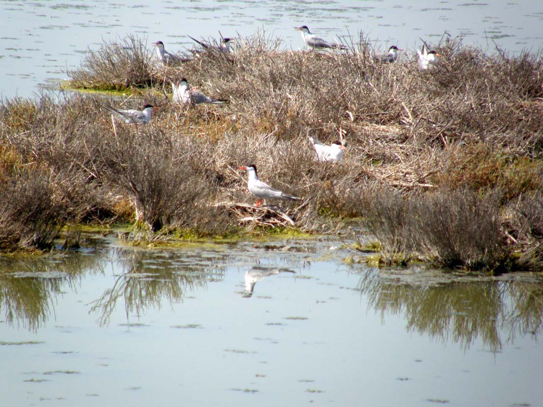 Sterne comuni (Sterna hirundo) e Beccapesci (Thalasseus sandvicensis)