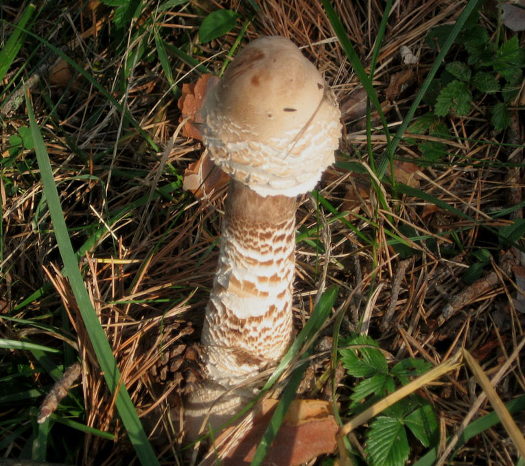 Lepiota da identificare
