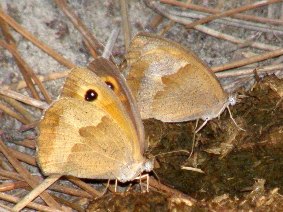 Nymphalidae Satyrinae da id - M. jurtina e C. pamphilus