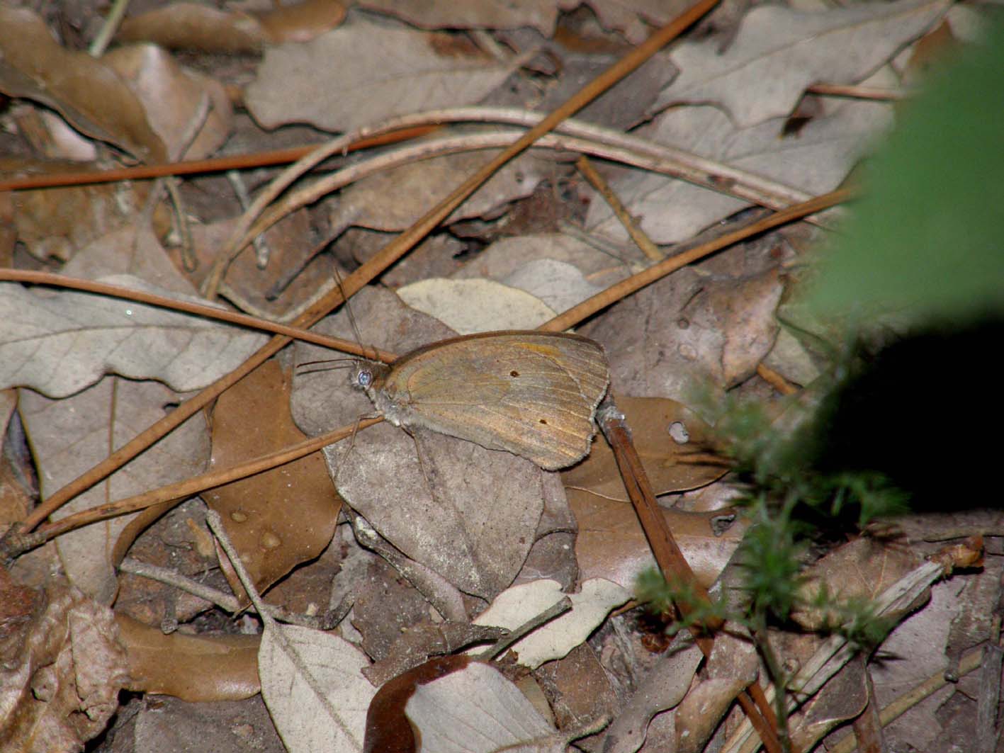 Nymphalidae Satyrinae da id - M. jurtina e C. pamphilus