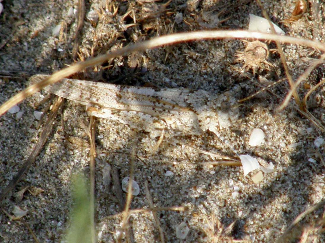 Acrididae: Sphingonotus sp. e Oedipoda sp.