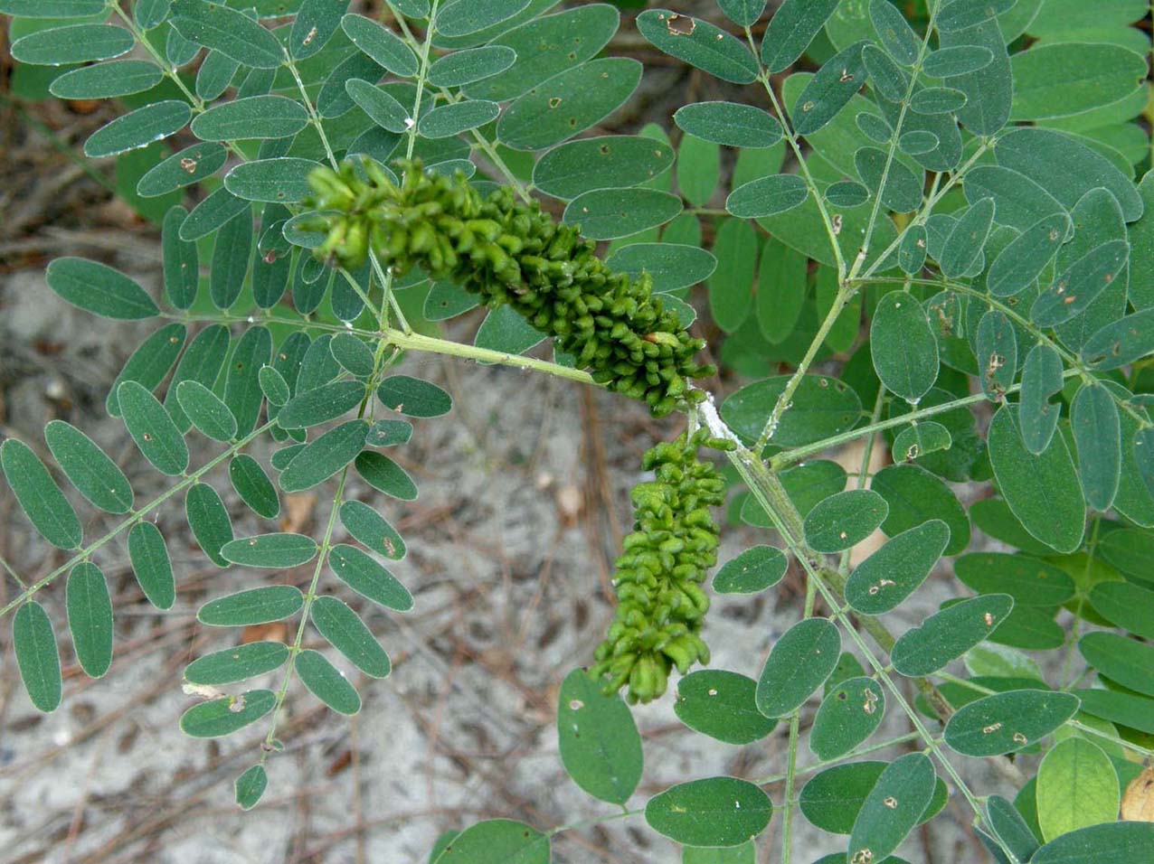 Mi era parsa una piccola robinia..: Amorpha fruticosa (Fabaceae)