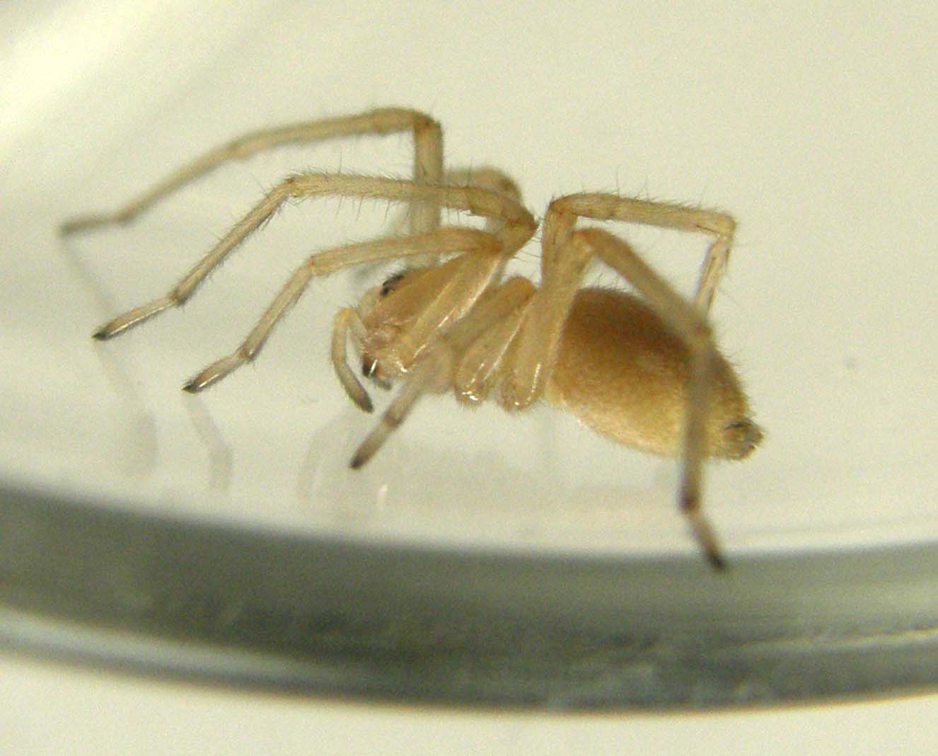 Cheiracanthium sp.