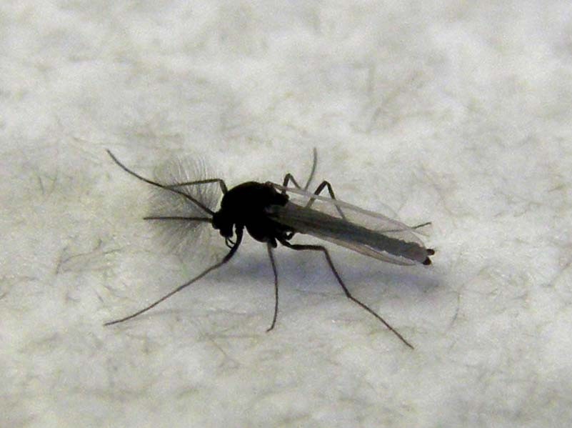 Probabile Chironomidae e...cos''altro?