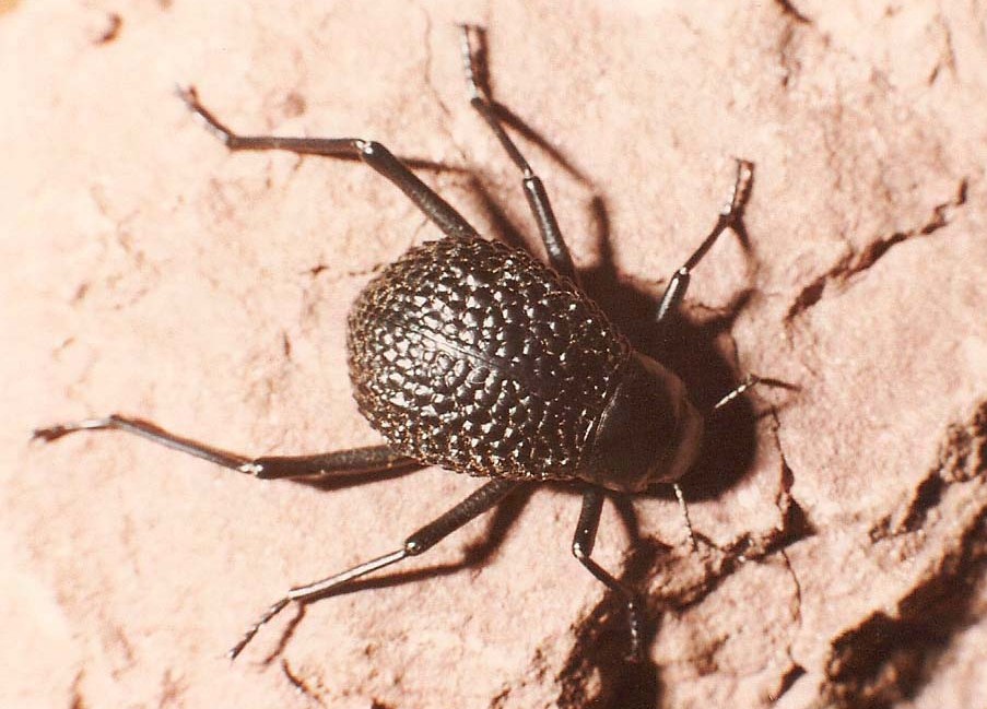 Tenebrionidae marocchino:  Adesmia cfr. montana