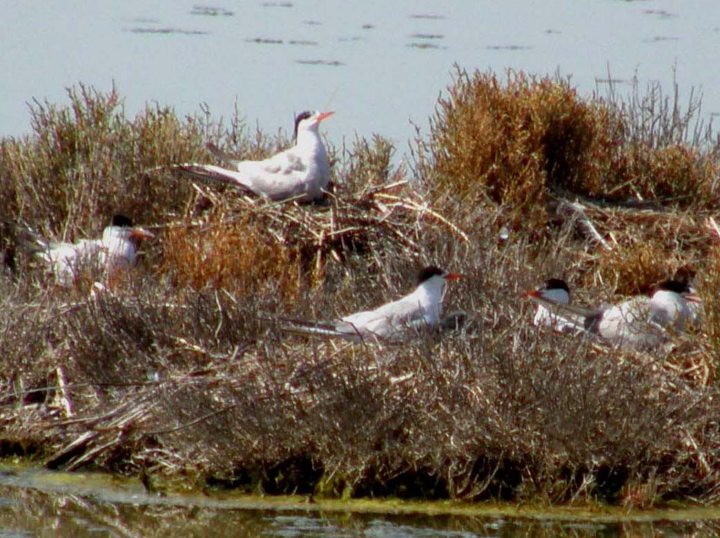 Sterne comuni (Sterna hirundo) e Beccapesci (Thalasseus sandvicensis)