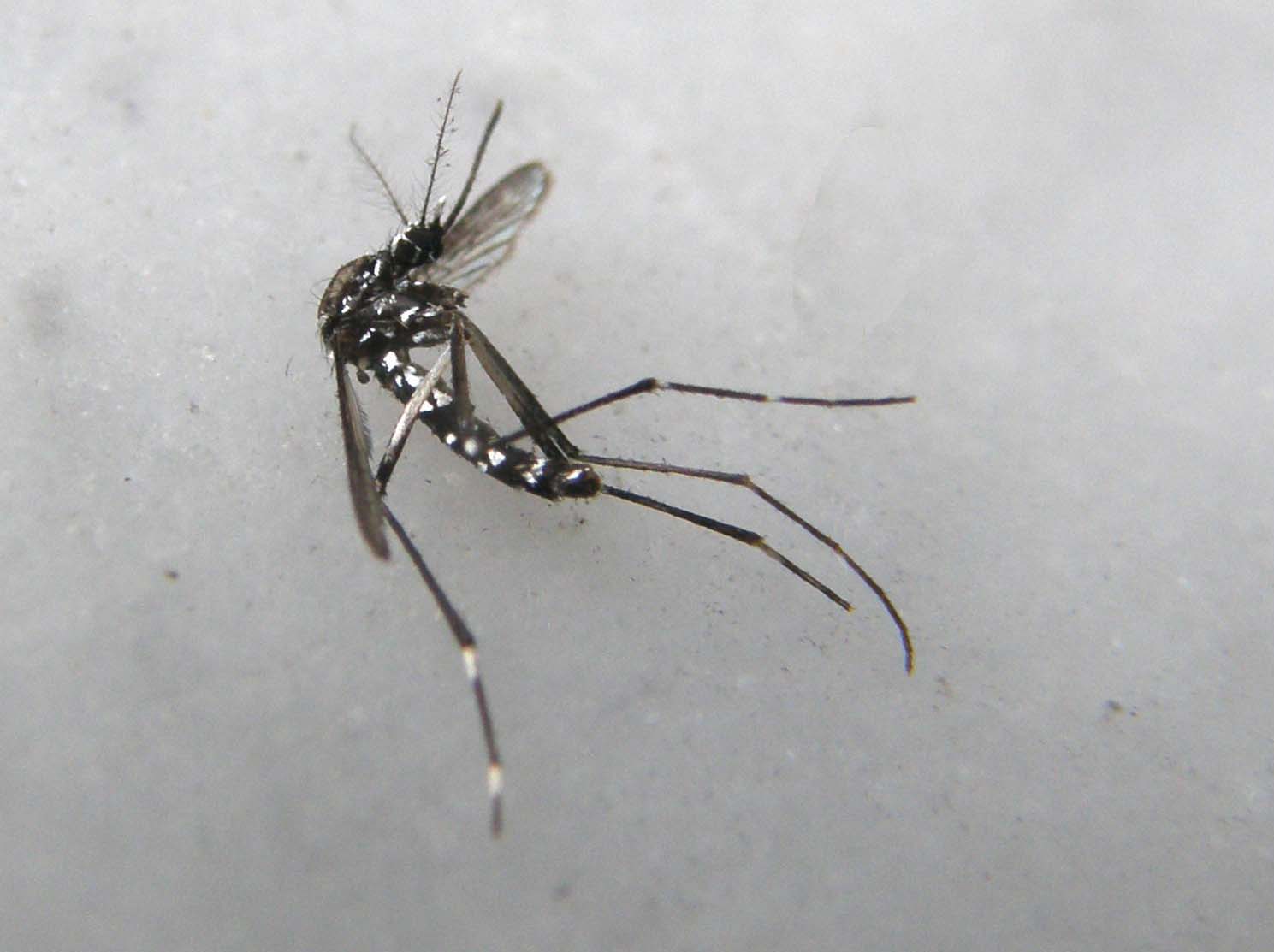 La mia prima zanzara tigre? S, femmina di Aedes albopictus