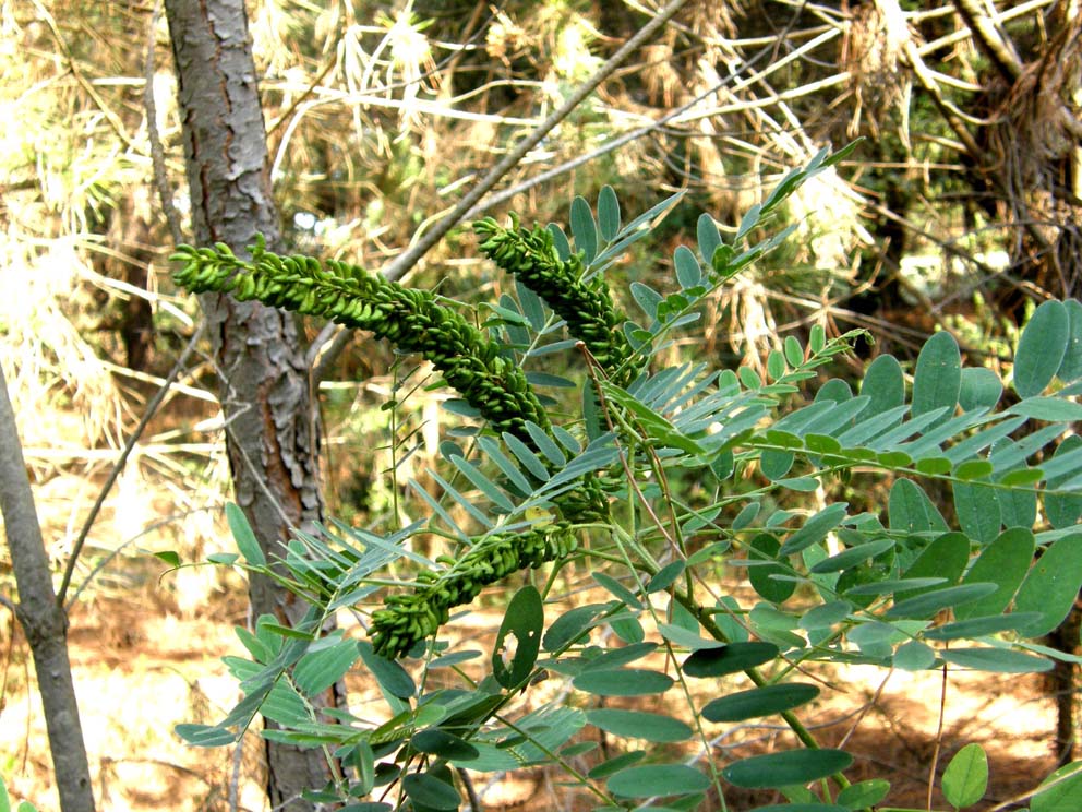 Mi era parsa una piccola robinia..: Amorpha fruticosa (Fabaceae)