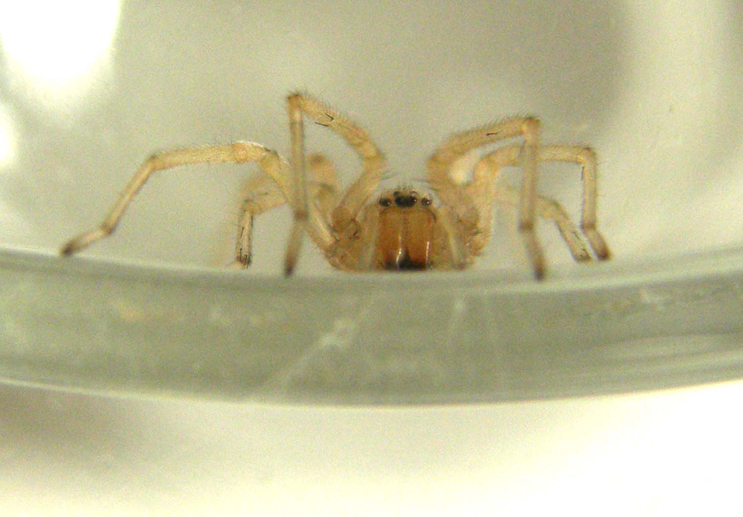 Cheiracanthium sp.