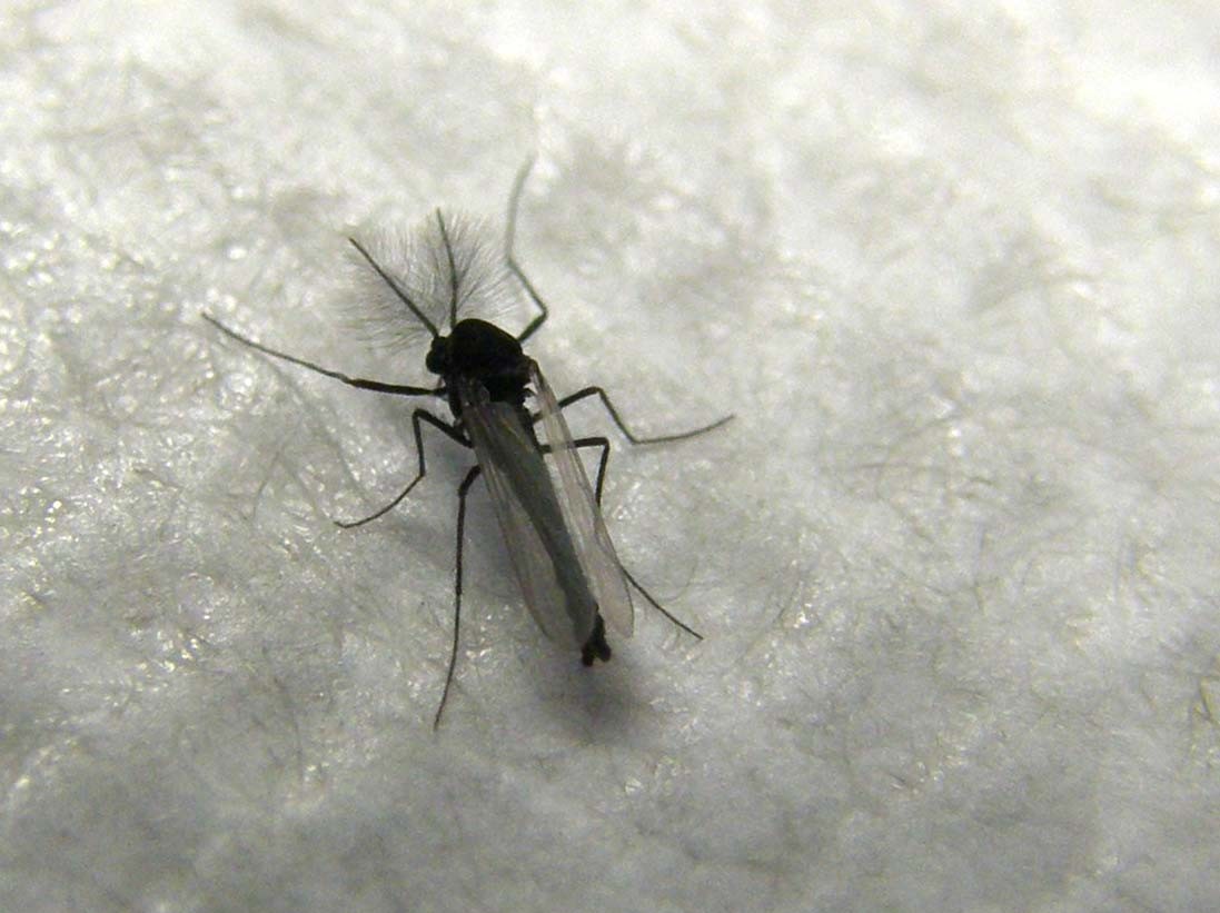 Probabile Chironomidae e...cos''altro?