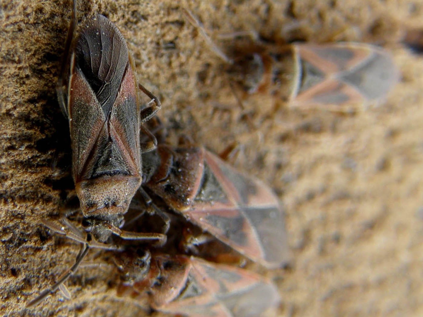 Lygaeidae: Arocatus longiceps su platano