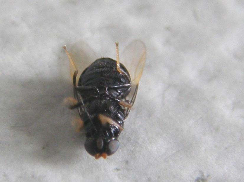 Pachygaster atra (Stratiomyiidae).