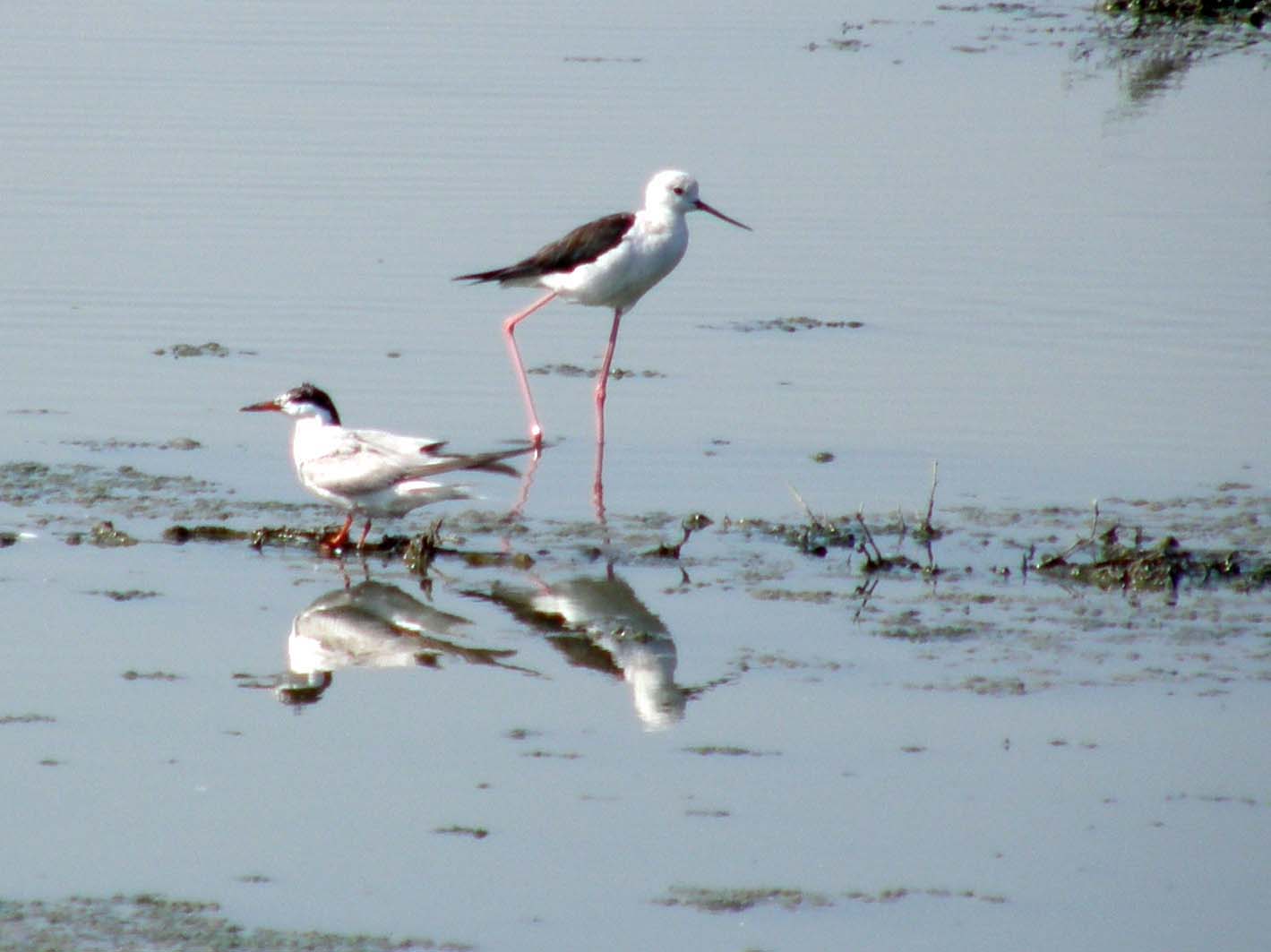 Sterne comuni (Sterna hirundo) e Beccapesci (Thalasseus sandvicensis)