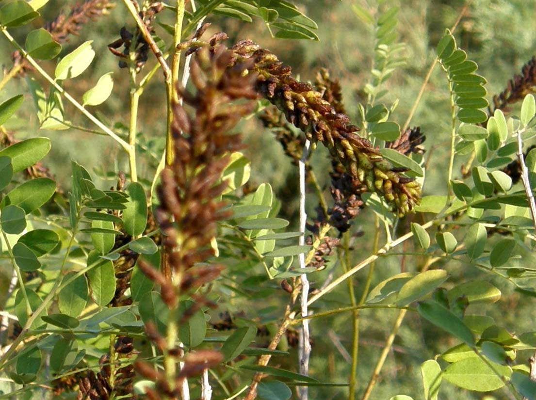 Mi era parsa una piccola robinia..: Amorpha fruticosa (Fabaceae)
