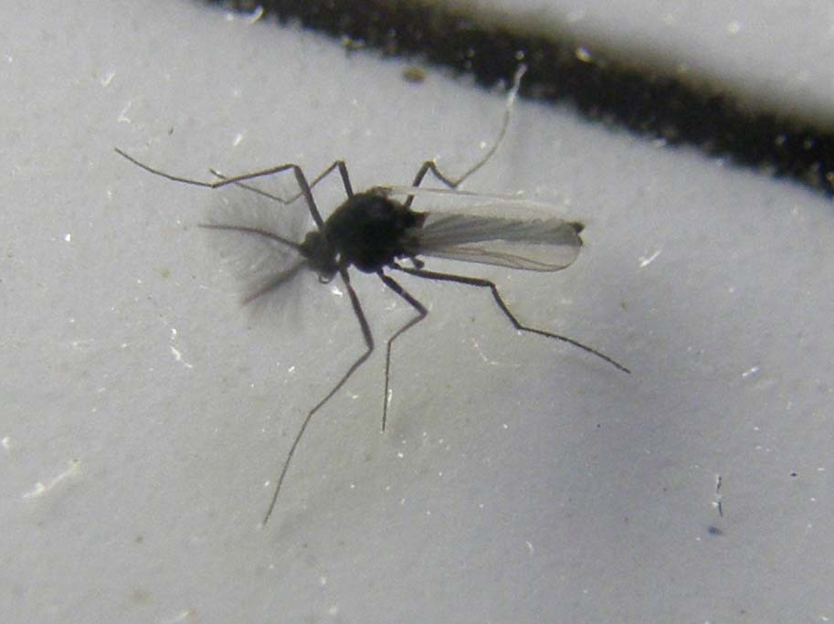 Probabile Chironomidae e...cos''altro?