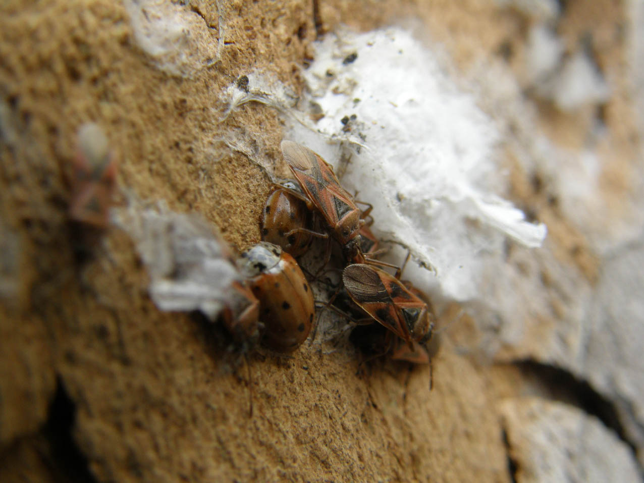 Lygaeidae: Arocatus longiceps su platano