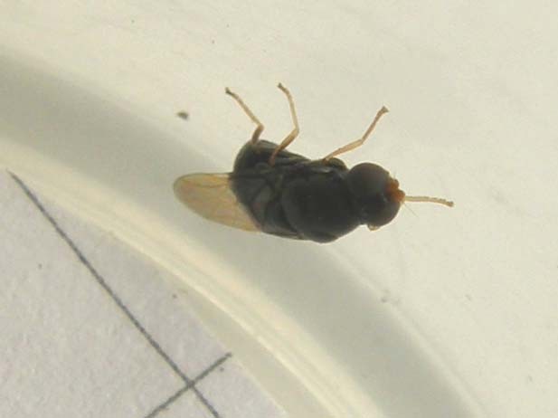 Pachygaster atra (Stratiomyiidae).