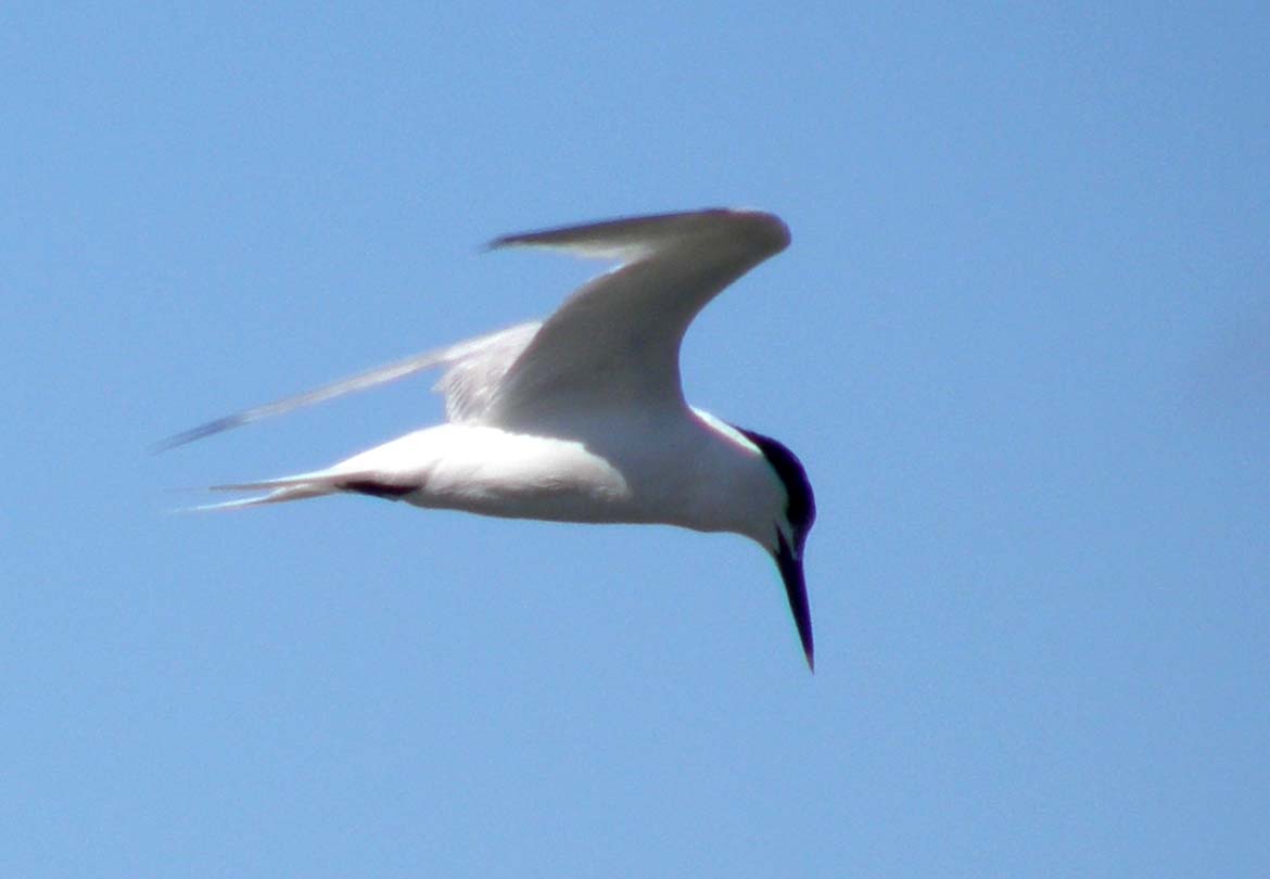 Sterne comuni (Sterna hirundo) e Beccapesci (Thalasseus sandvicensis)