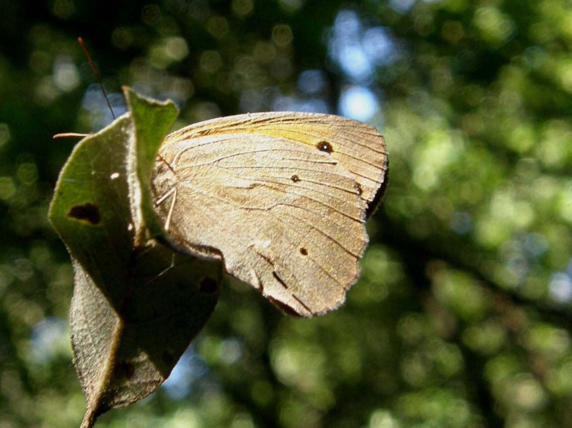 Nymphalidae Satyrinae da id - M. jurtina e C. pamphilus