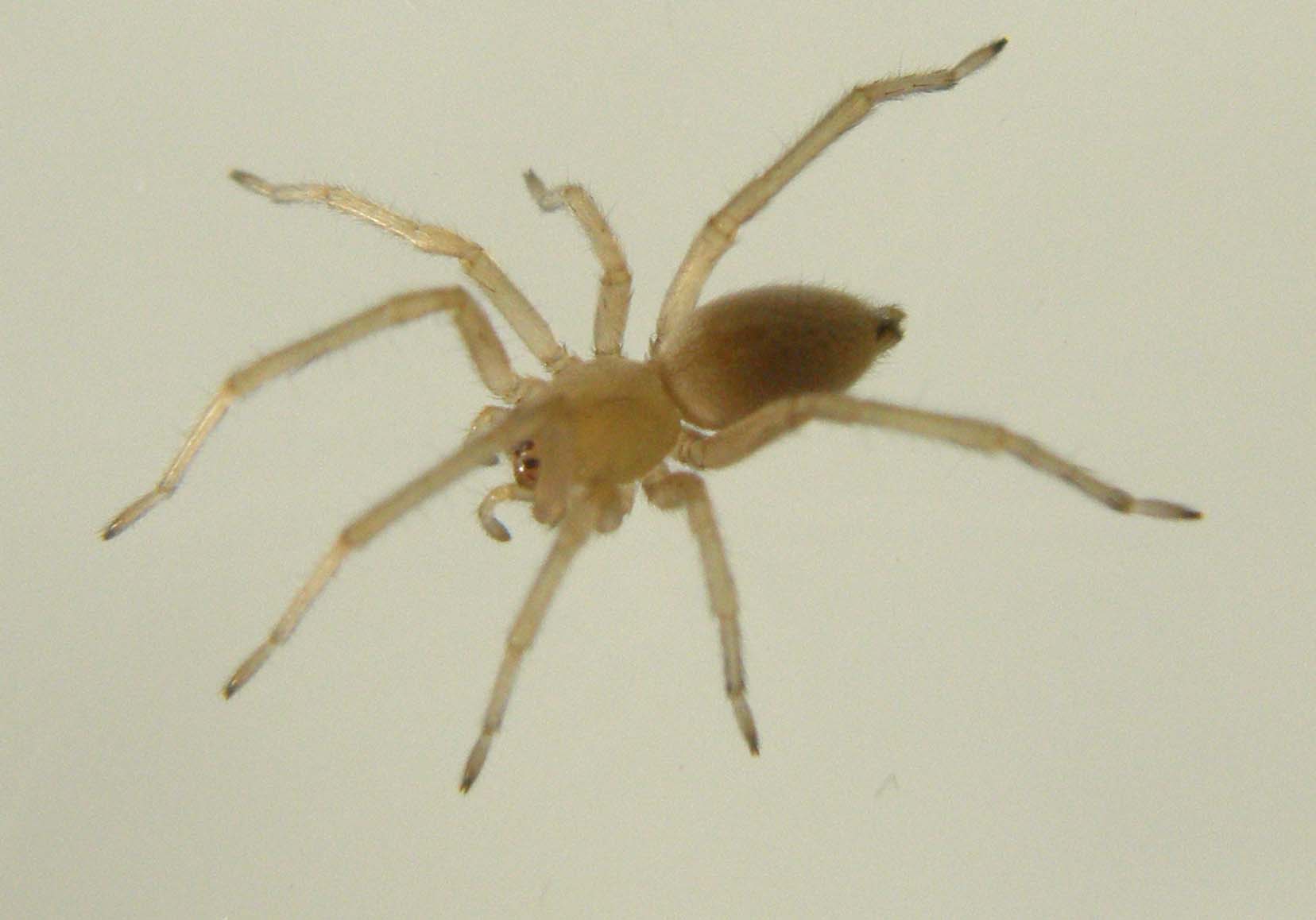 Cheiracanthium sp.