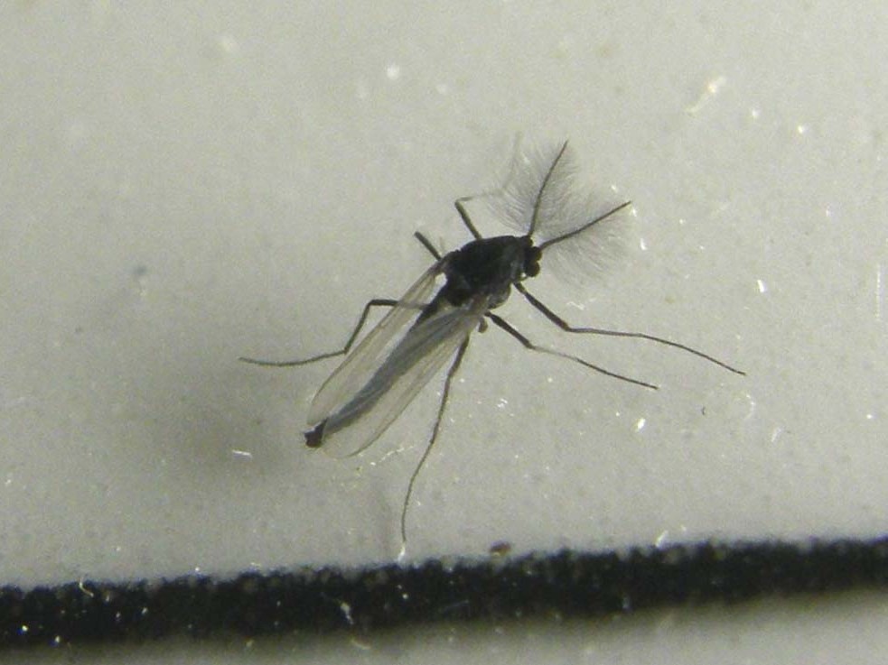 Probabile Chironomidae e...cos''altro?