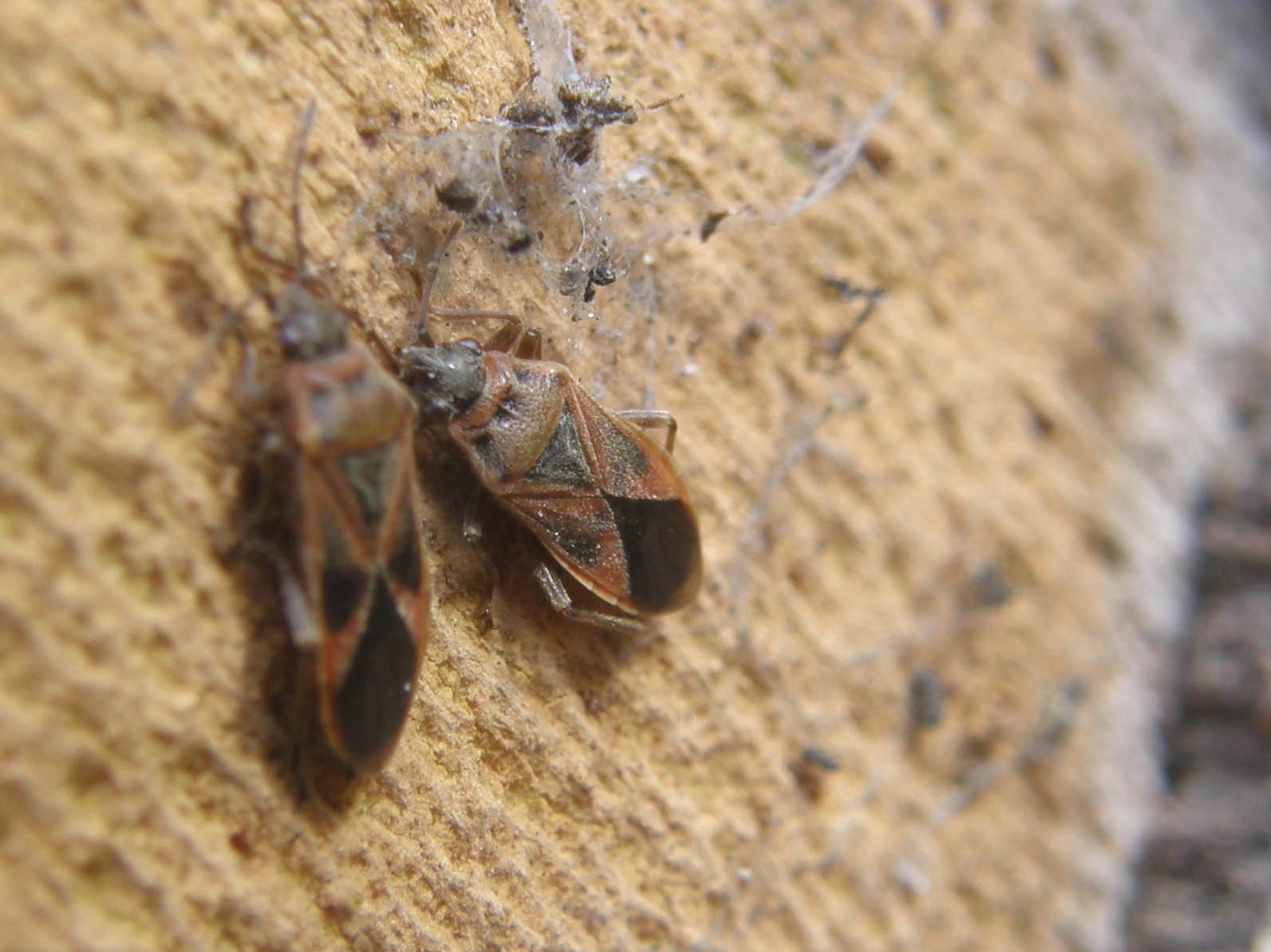 Lygaeidae: Arocatus longiceps su platano