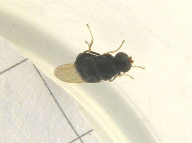 Pachygaster atra (Stratiomyiidae).