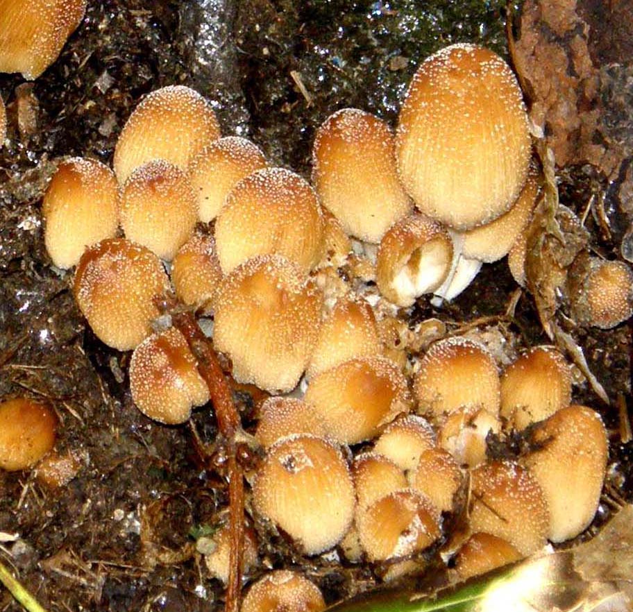 Due specie di Coprinus