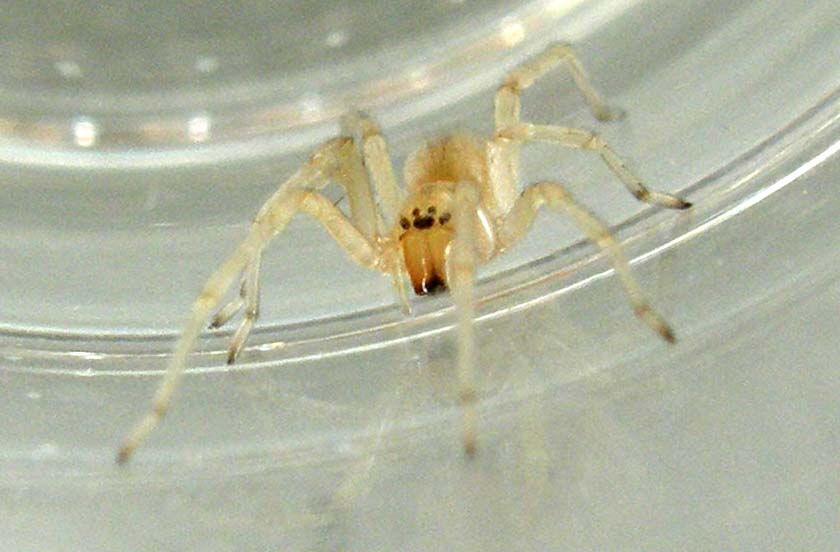 Cheiracanthium sp.