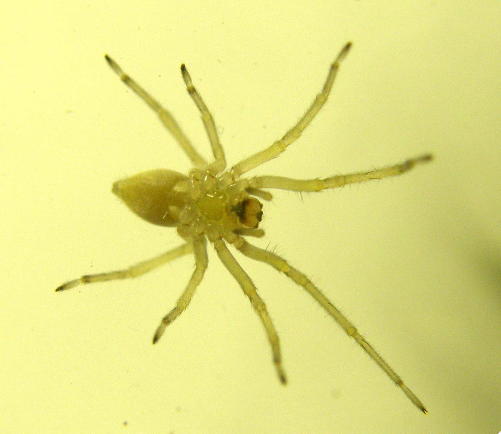 Cheiracanthium sp.