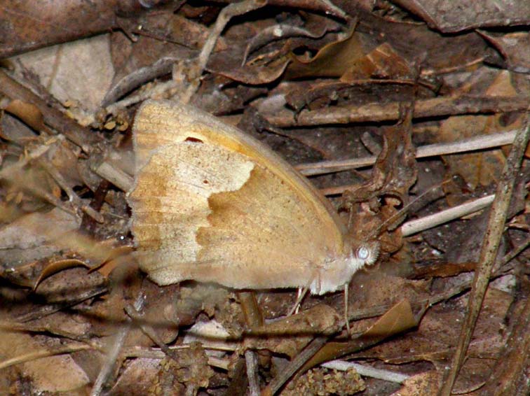 Nymphalidae Satyrinae da id - M. jurtina e C. pamphilus