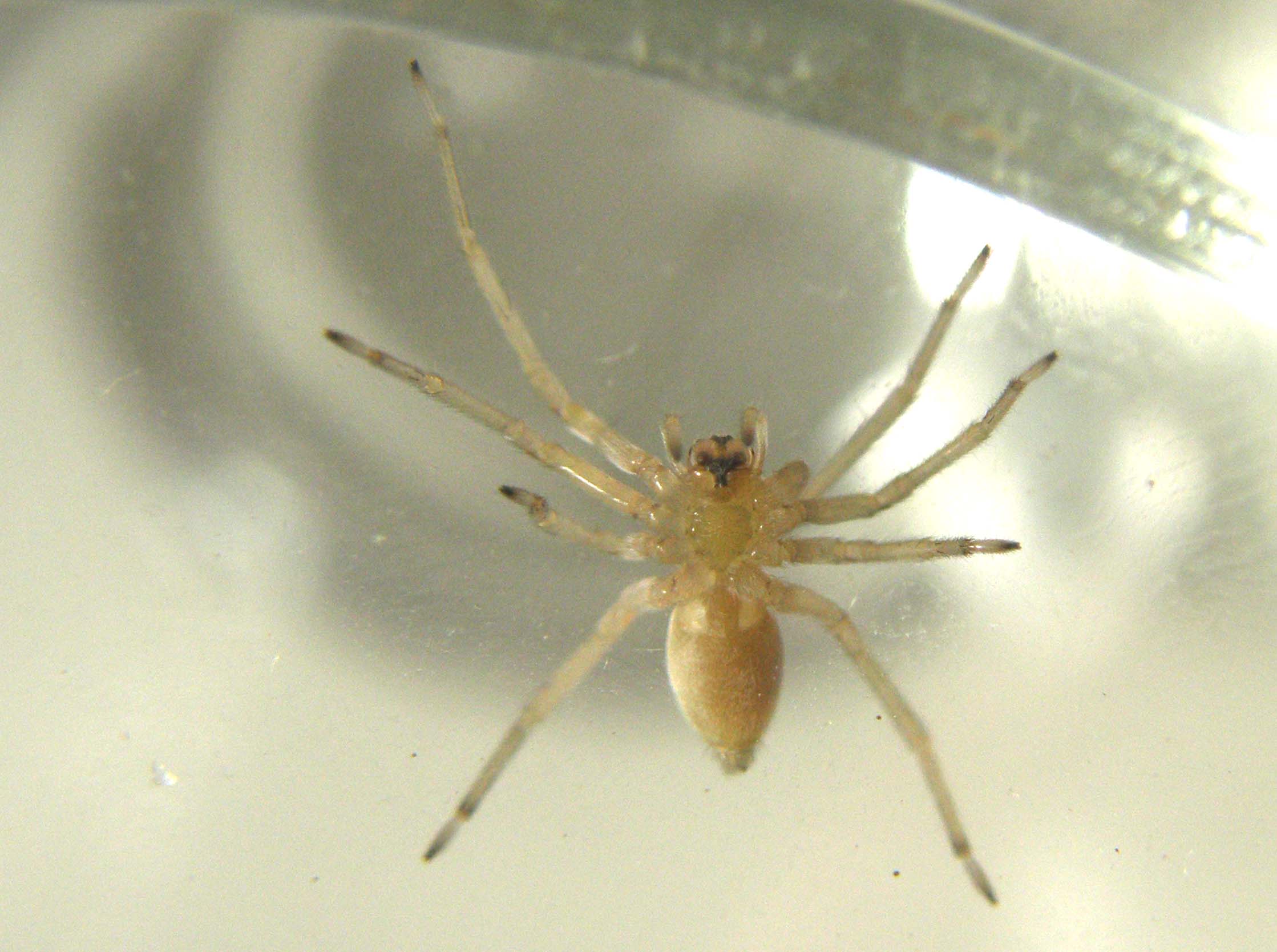 Cheiracanthium sp.