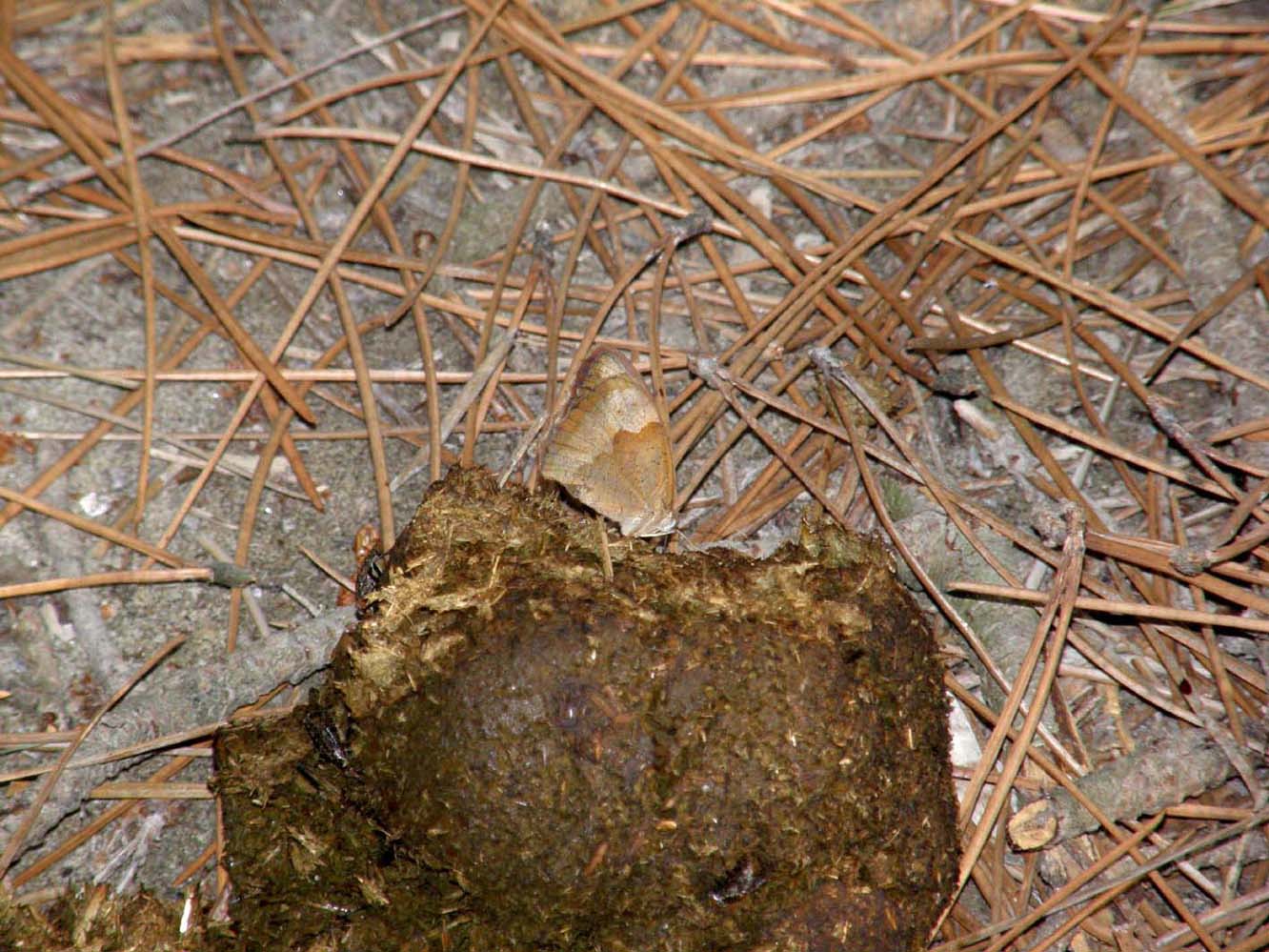 Nymphalidae Satyrinae da id - M. jurtina e C. pamphilus
