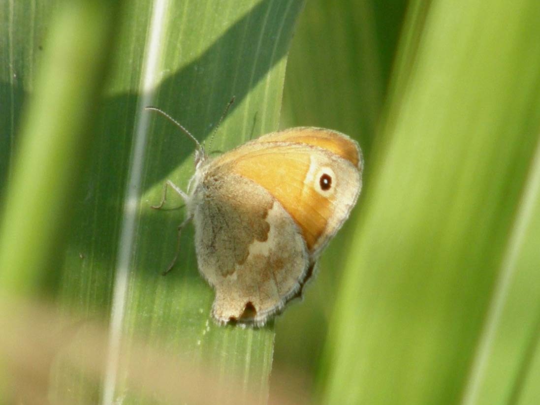 Nymphalidae Satyrinae da id - M. jurtina e C. pamphilus