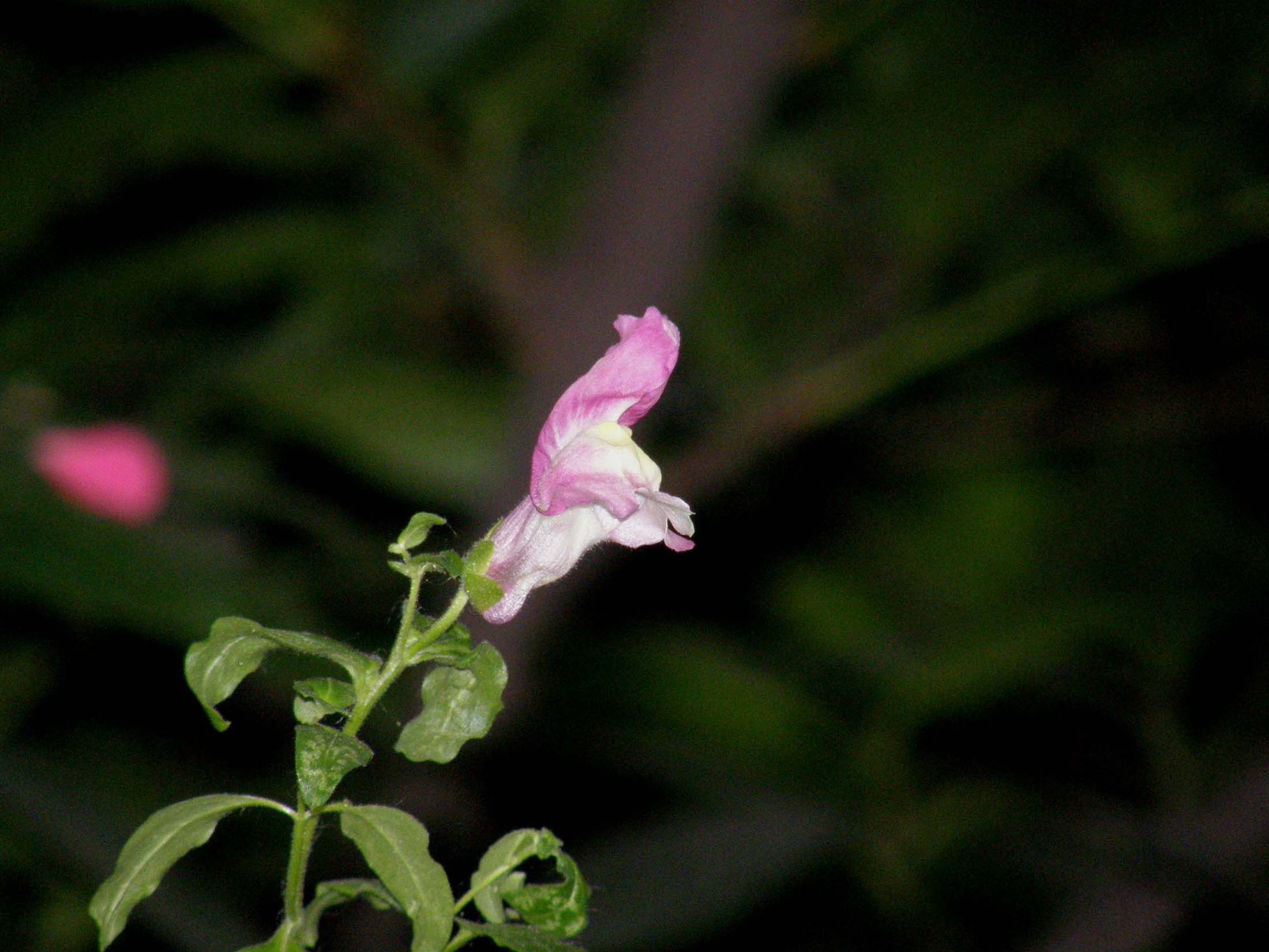 Rinselvatichimento o casualit:   Antirrhinum majus /  Bocca di leone