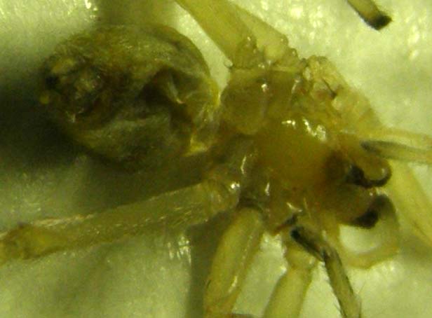 Cheiracanthium sp.