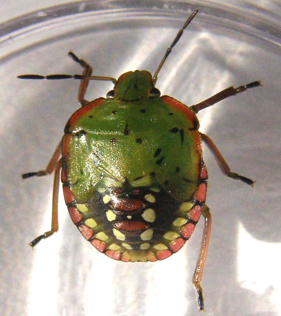 Neanide da identificare: Nezara viridula