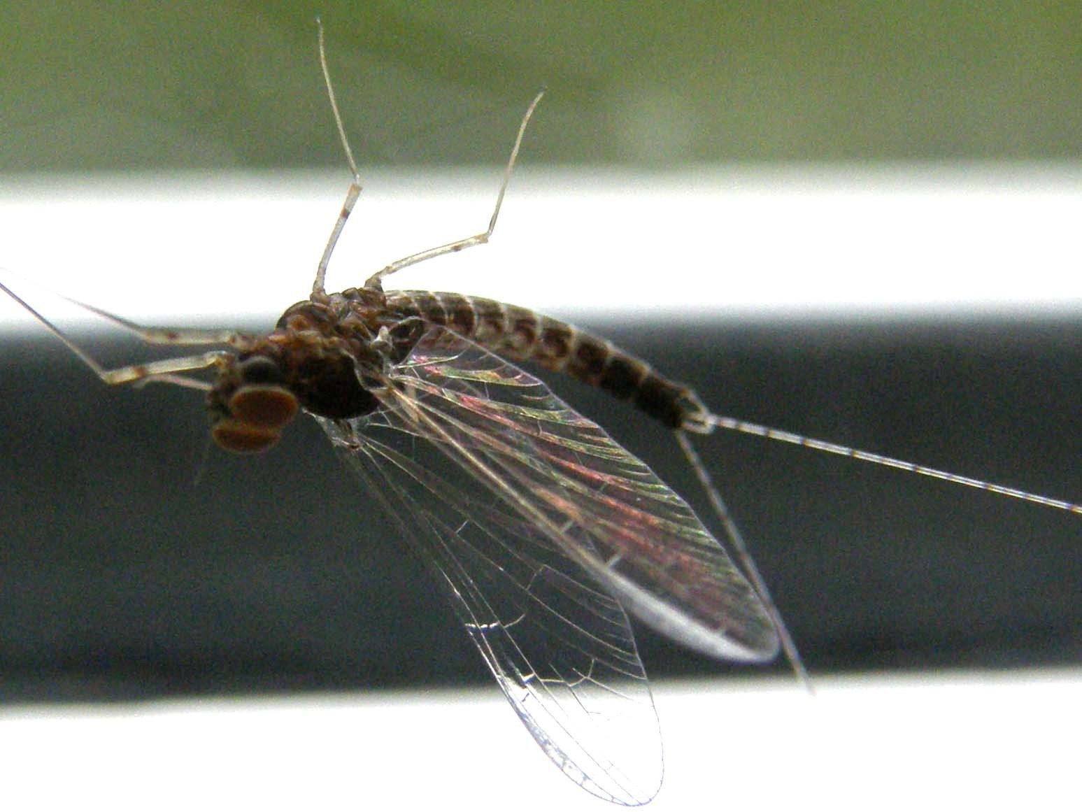 Cloeon cognatum