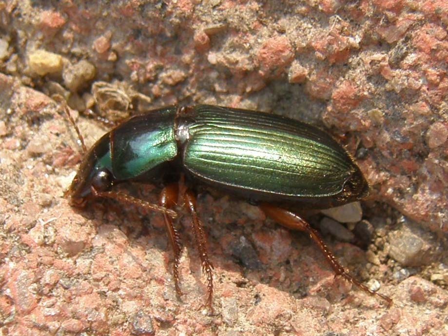 Piccolo Carabidae da identificare: Harpalus affinis