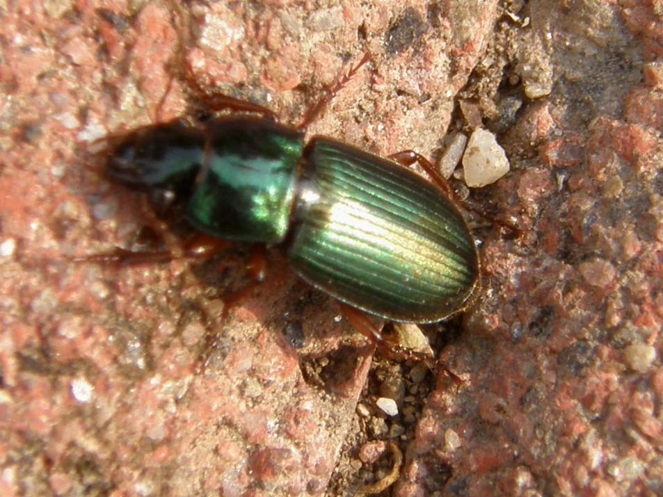 Piccolo Carabidae da identificare: Harpalus affinis