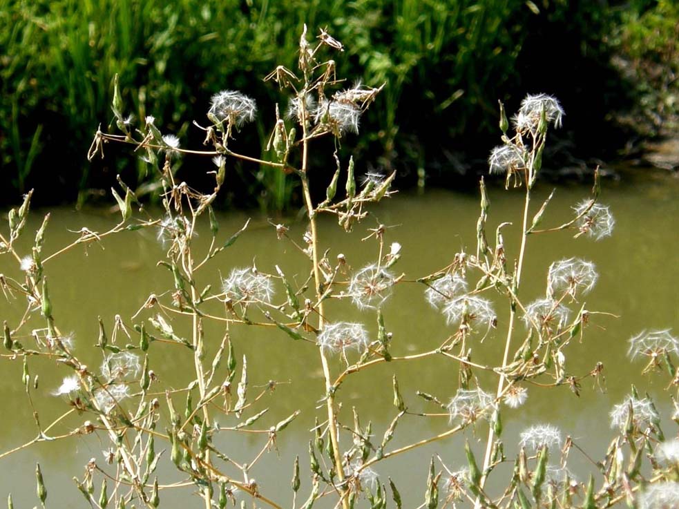 Lactuca sp. (Asteraceae)
